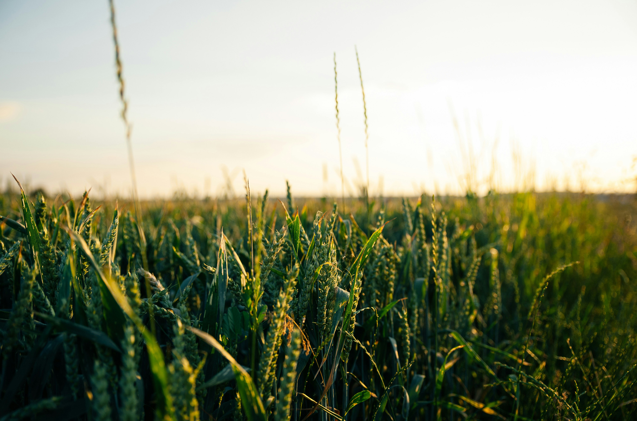 Field of Wheat